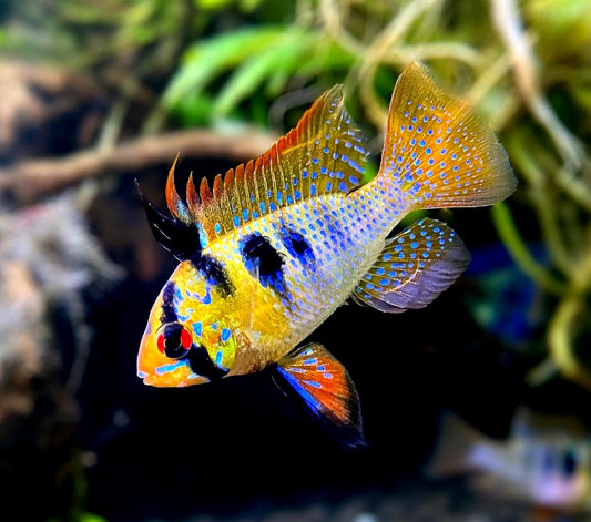 Schmetterlingsbuntbarsche (Mikrogeophagus ramirezi): Farbige Edelsteine für dein Aquarium