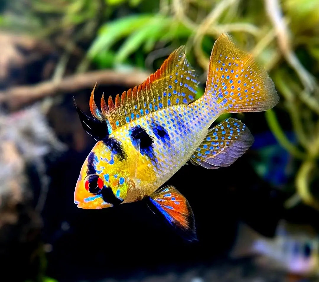 Schmetterlingsbuntbarsche (Mikrogeophagus ramirezi): Farbige Edelsteine für dein Aquarium AquaTimo