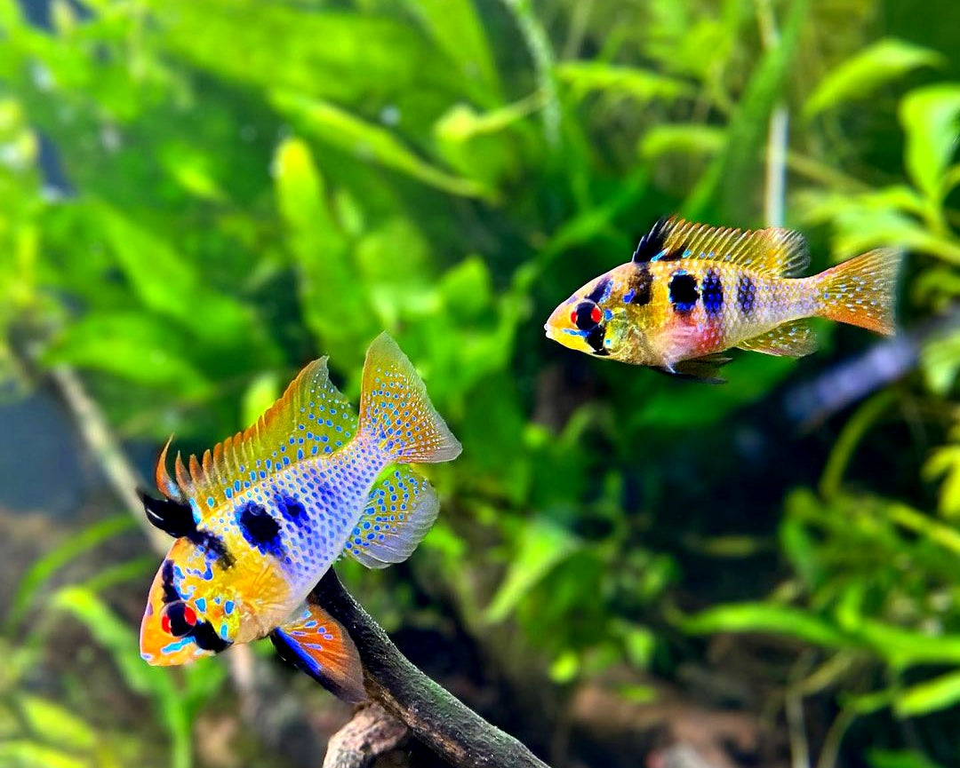 Buntbarsch-Nachwuchs im Aquarium: Tipps zur erfolgreichen Zucht 👶🐠   ➡️ Zuchtansätze, Aufzuchtbecken & Futter für Jungtiere