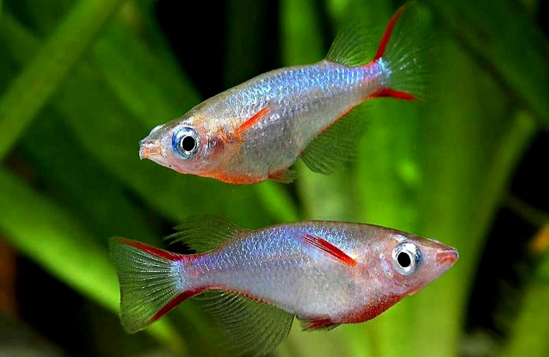 Welche Pflanzen eignen sich für Medaka-Aquarien & Teiche? 🌿🐟