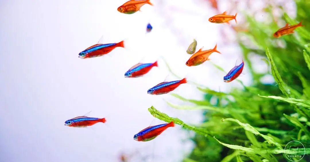 Vergesellschaftung von Nanofischen – welche Arten harmonieren gut? AquaTimo