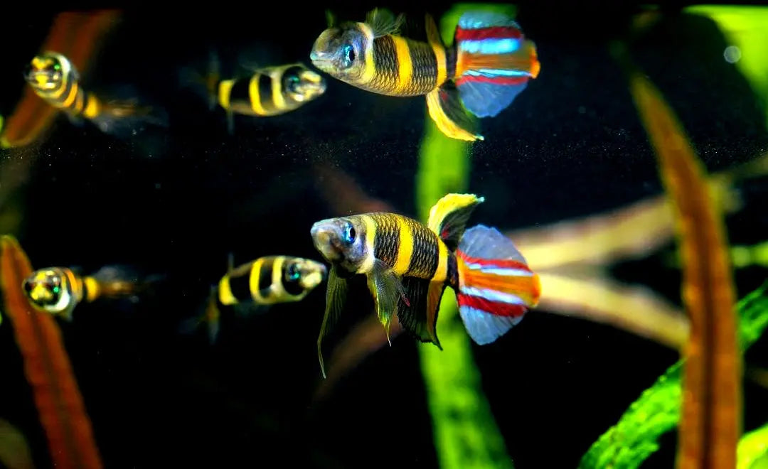 Zuchtbericht: Ringelhechtlinge (Epiplatys annulatus) AquaTimo