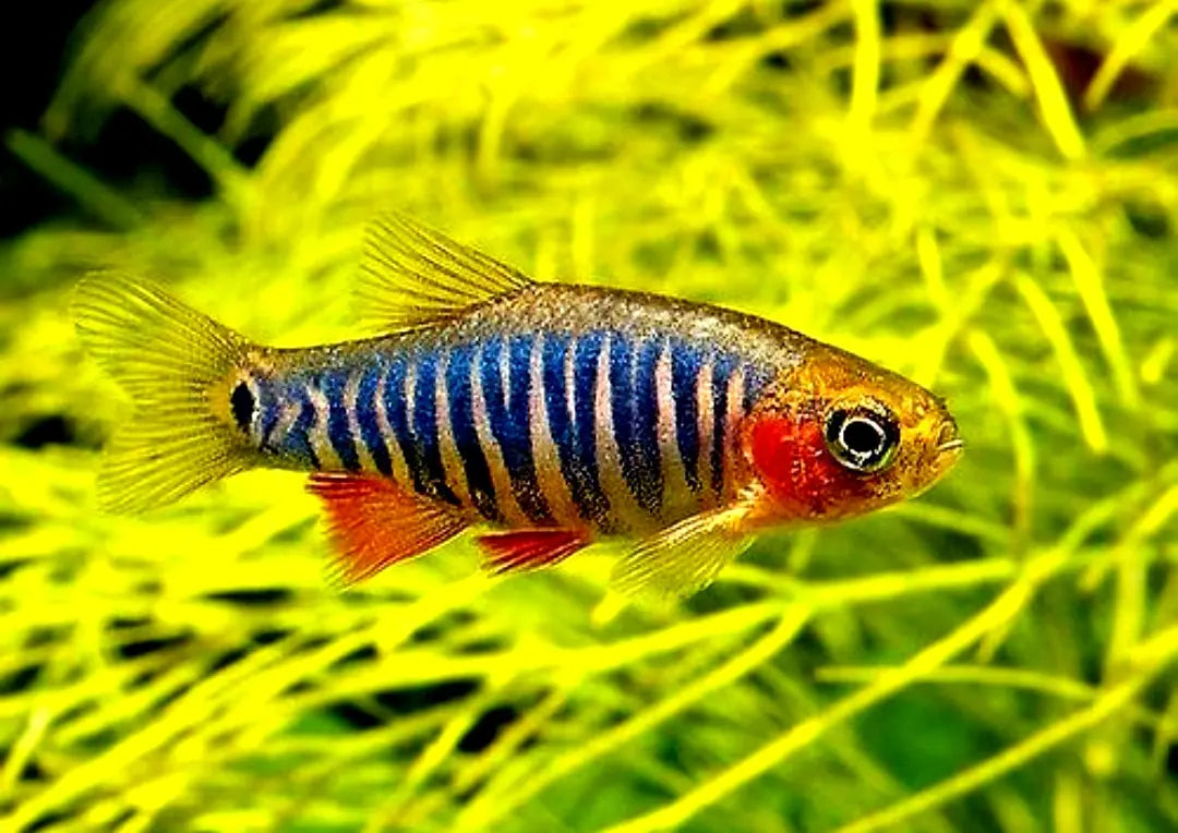 Lebenserwartung von Nanofischen – wie alt werden sie wirklich? 🐟⏳ AquaTimo