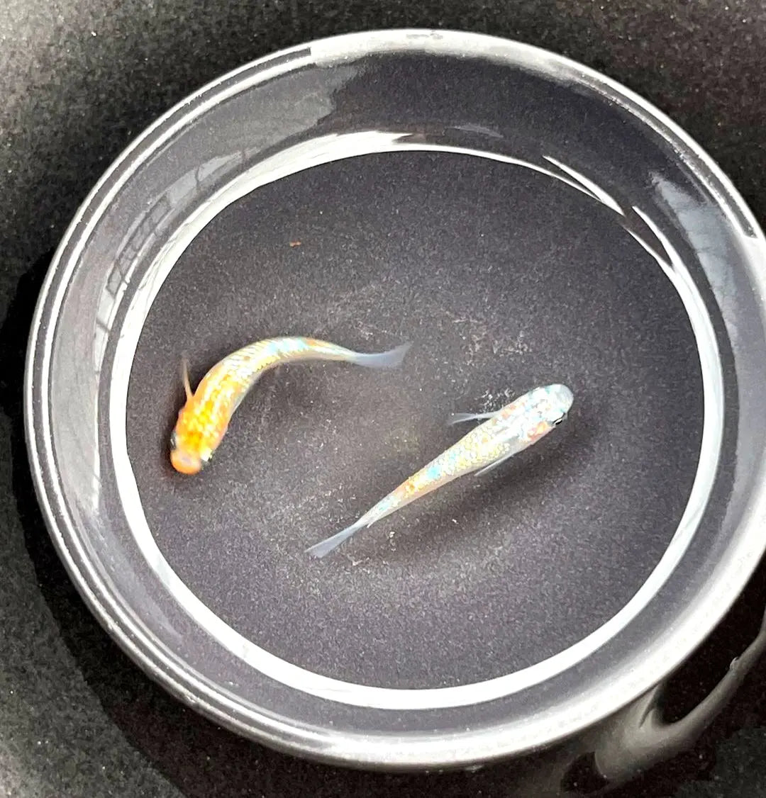 Die richtige Ernährung für Medaka – was wirklich gut ankommt 🍽️🐟 AquaTimo
