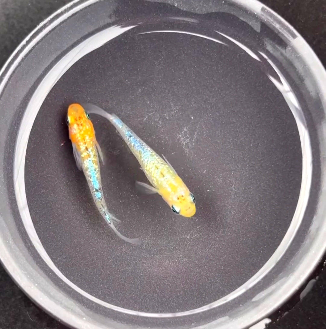 Farbintensität steigern: Wie du bei Medaka tolle Farben bekommst 🎨🐟
