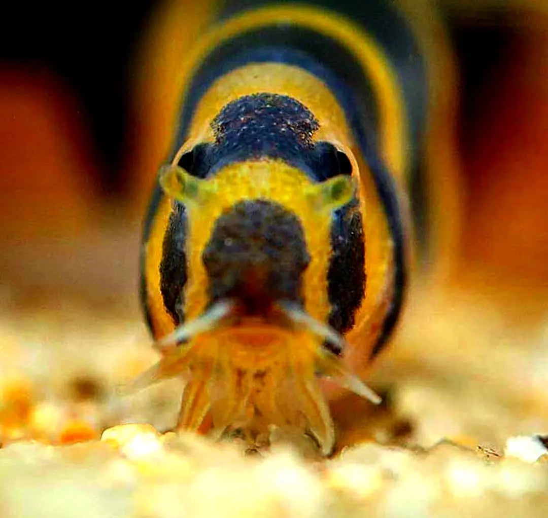 Dornaugen richtig halten: Alles Wichtige zur artgerechten Pflege 🐍 AquaTimo