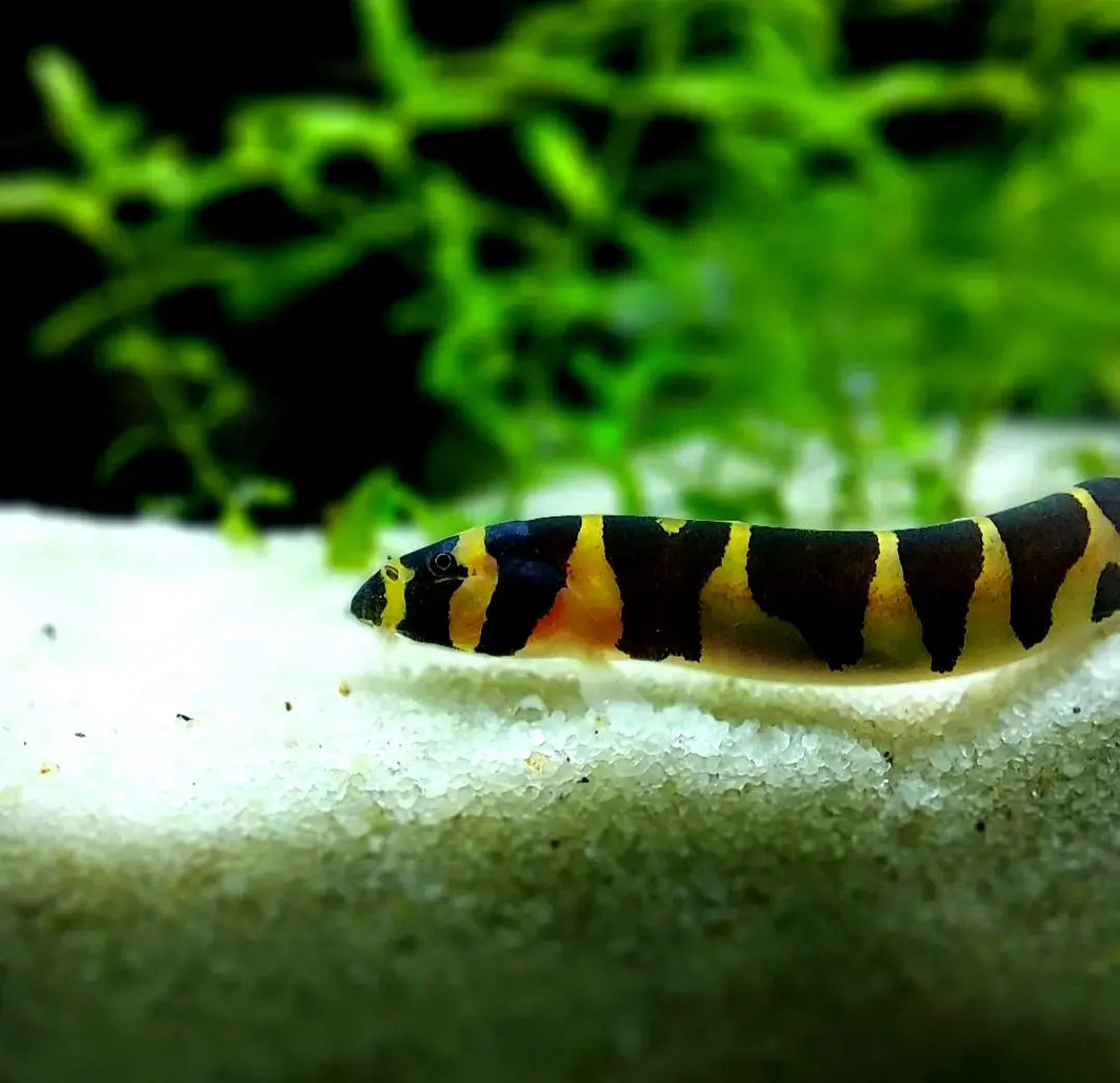 Was fressen Dornaugen? Tipps zur richtigen Ernährung 🍽️🐍 AquaTimo