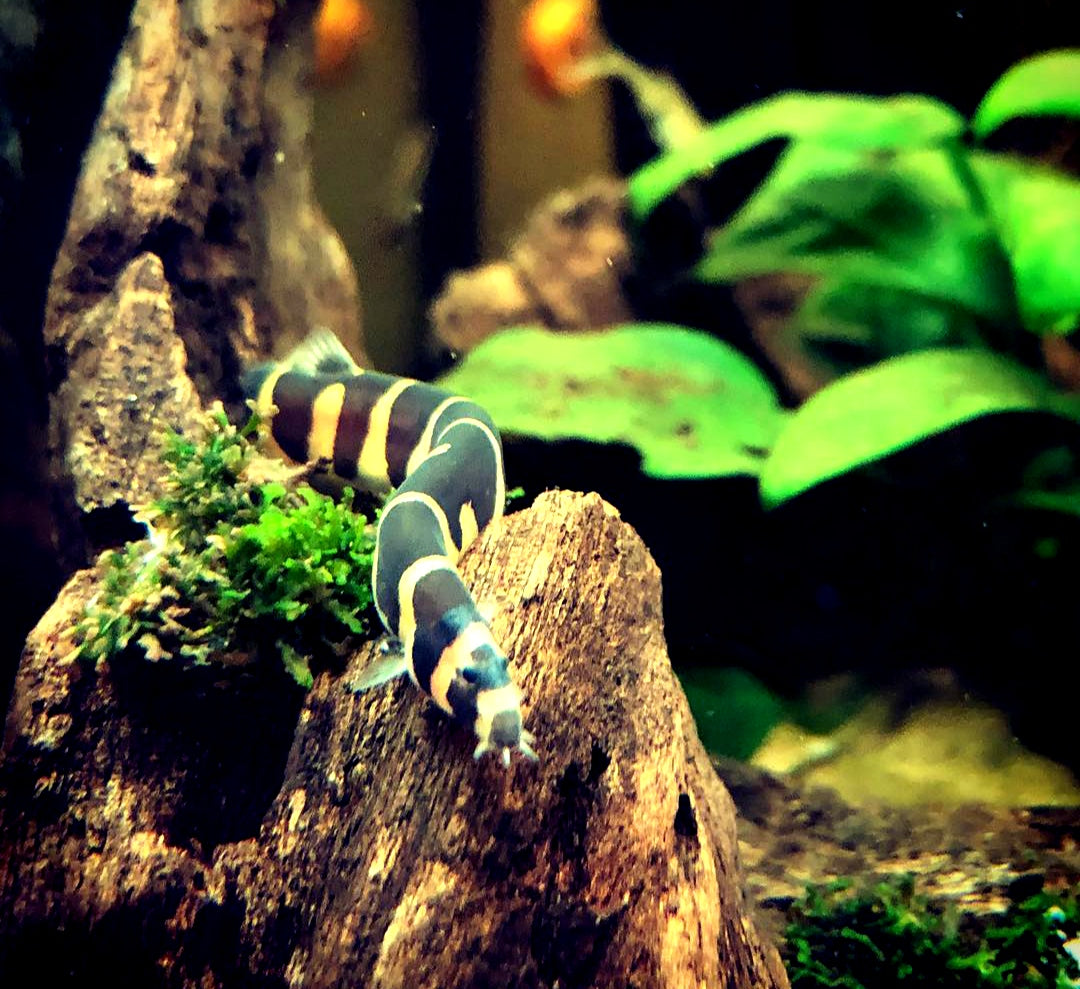 Vergesellschaftung von Dornaugen: Mit welchen Fischen klappt es gut? 🐟🤝
