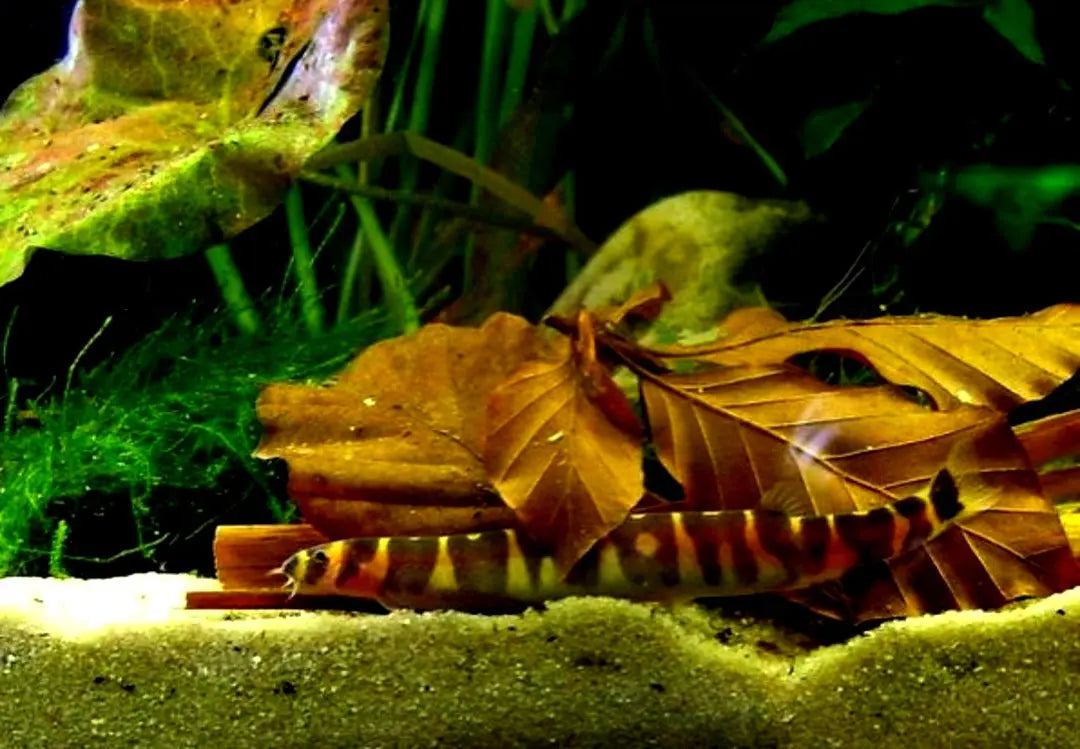 Sind Dornaugen gute Algenfresser oder eher Bodenpolizei? AquaTimo