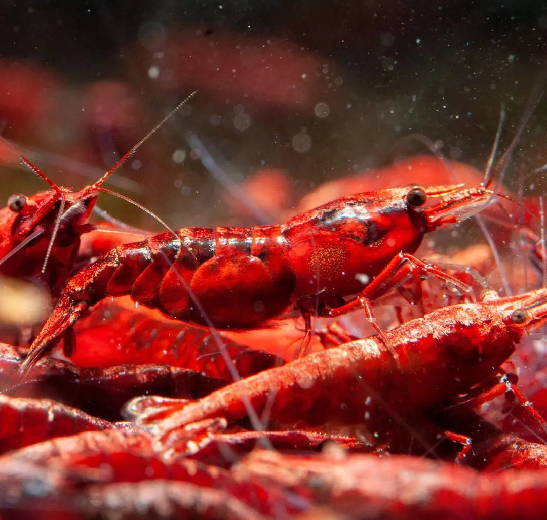 Top 5 Anfängergarnelen für jedes Aquarium 🦐 – robust, pflegeleicht & wunderschön! AquaTimo