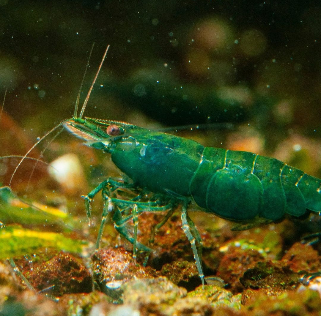 Nützliche Schnecken im Aquarium: Die unterschätzten Helfer 🐌✨