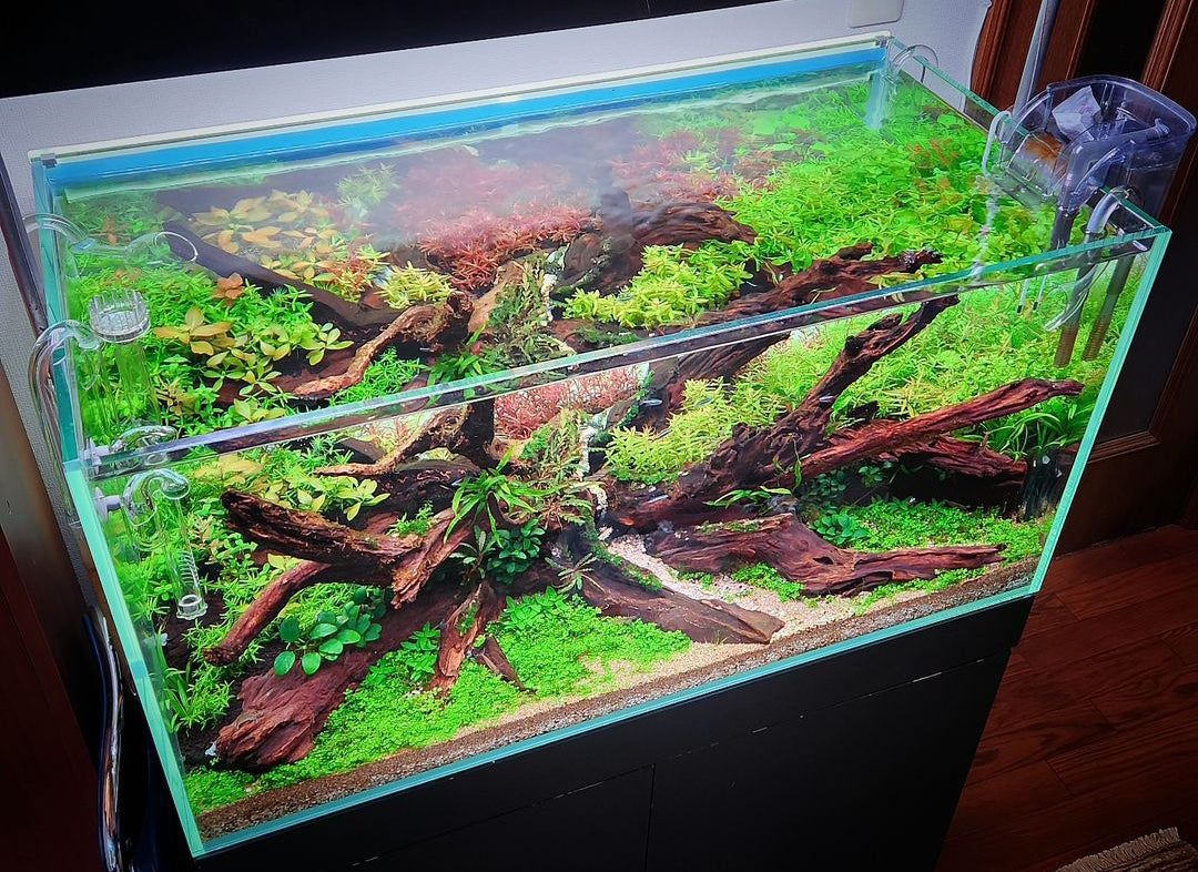 Aquascaping: Die Kunst der Unterwasserlandschaftsgestaltung