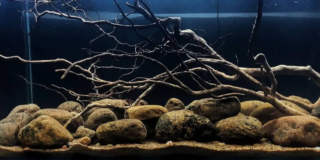 Biotop-Aquarien: Ein Stück Natur zu Hause AquaTimo