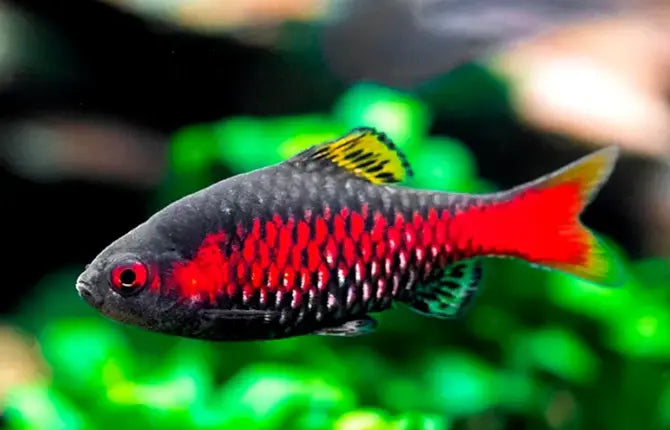 Odessabarben (Pethia padamya): Farbexplosion und lebhafter Schwarmfisch für dein Aquarium AquaTimo