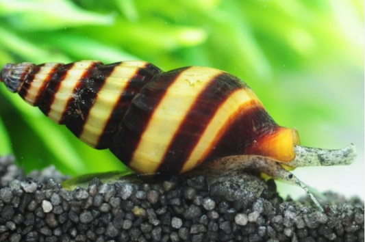 Raubschnecken (Anentome helena): Nützliche Helfer und faszinierende Jäger für dein Aquarium