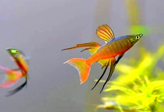 Filigrane Regenbogenfische (Iriatherina werneri): Elegante Schönheiten für dein Aquarium