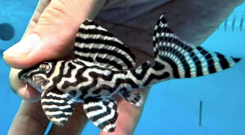 Zuchtbericht: L236 Wels (Hypancistrus sp.) – Ein exklusives Projekt