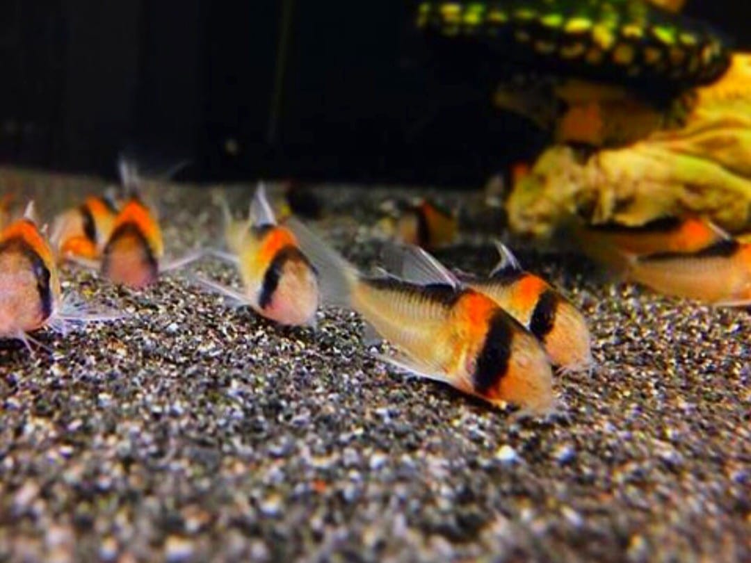 Zuchtbericht: Corydoras Adolfo's (Adolfo-Panzerwels)