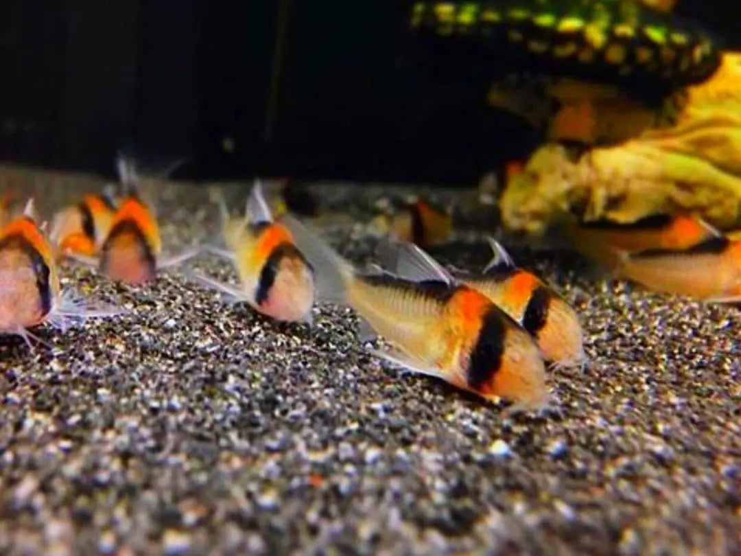 Zuchtbericht: Corydoras Adolfo's (Adolfo-Panzerwels) AquaTimo