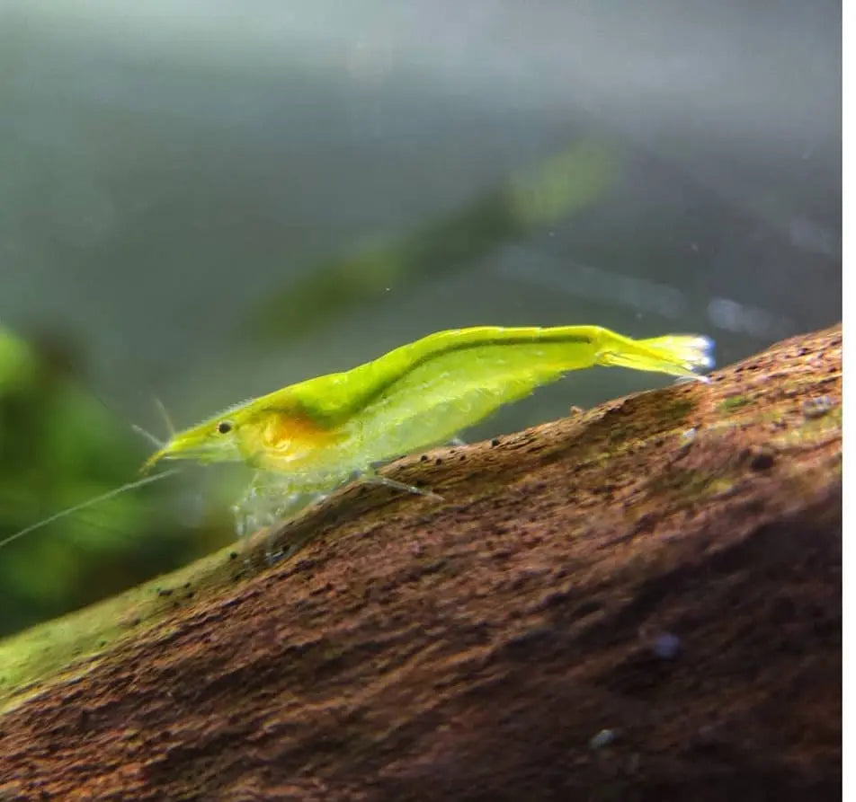 Zuchtbericht: Caridina cf. babaulti "Green" – Erfolgreiche Nachzucht der giftgrünen Zwerggarnele AquaTimo