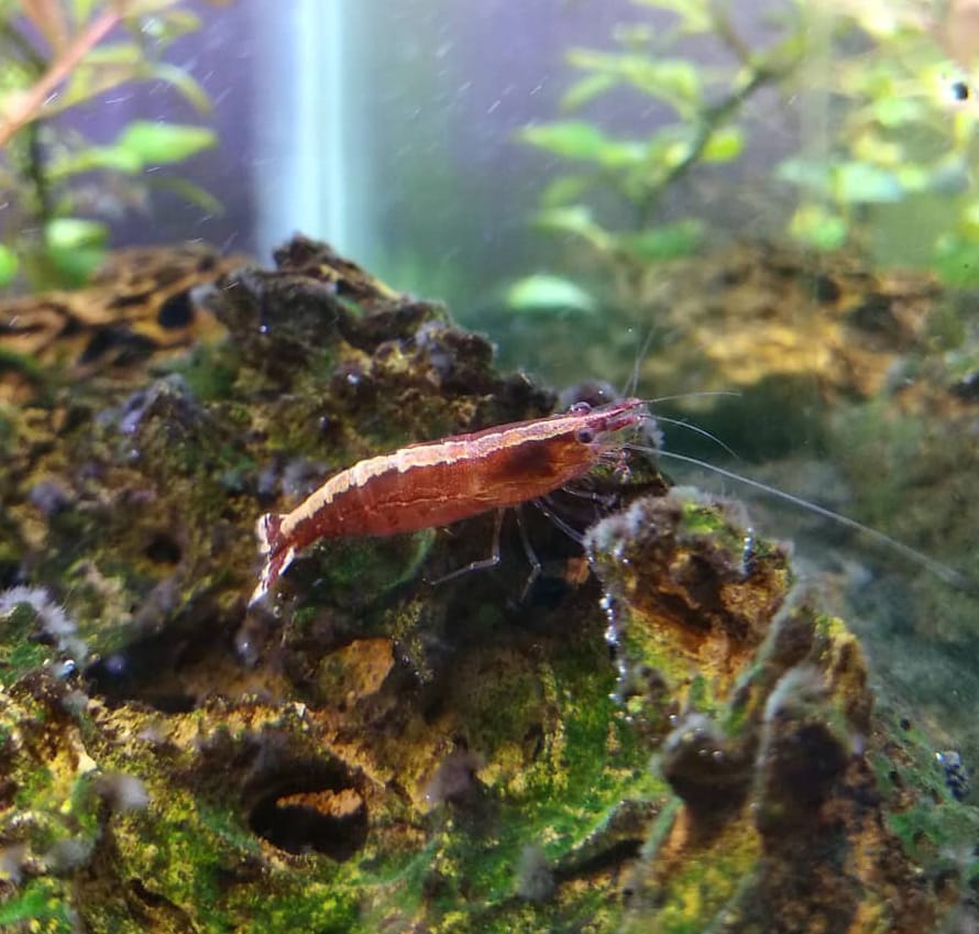 Caridina cf. babaulti "Malaya" – Haltung, Pflege & Tipps für die farblich wandelbare Zwerggarnele