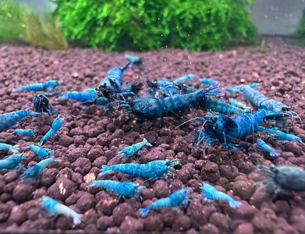 Blue Bolt Garnele – Haltung der edlen Taiwan Bee im Aquarium