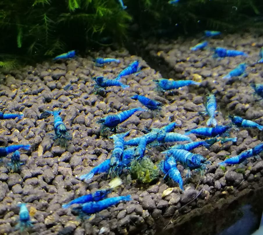 Zuchtbericht: Blue Bolt Garnele – Erfolgreiche Nachzucht der edlen Taiwan Bee im Aquarium