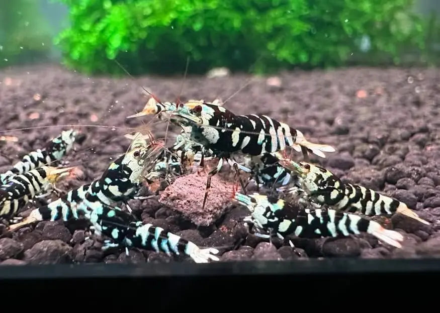Haltung der Zwerggarnele „Galaxy Black“ – Edle Caridina mit Sternenhimmel-Effekt AquaTimo