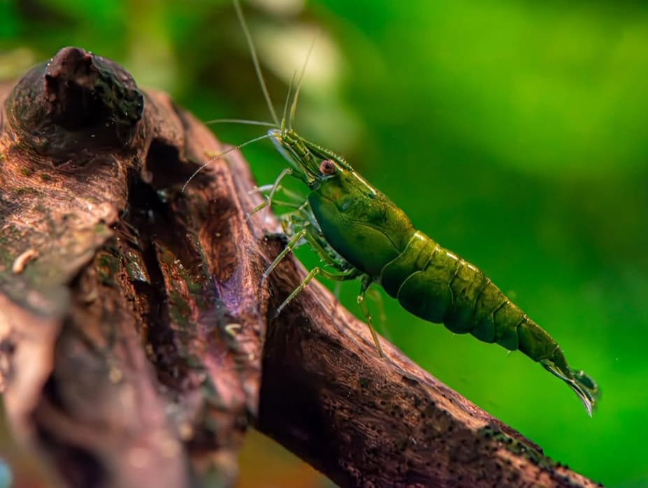 Green Jade Garnele – Haltung der smaragdgrünen Neocaridina davidi