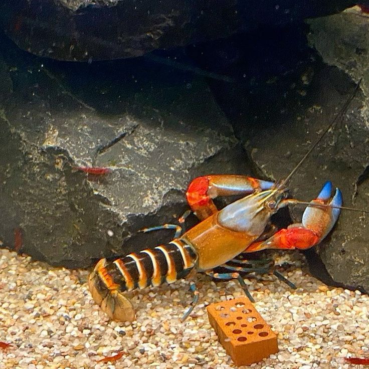 Cherax-Krebse im Aquarium – Artgerechte Haltung und Einrichtung