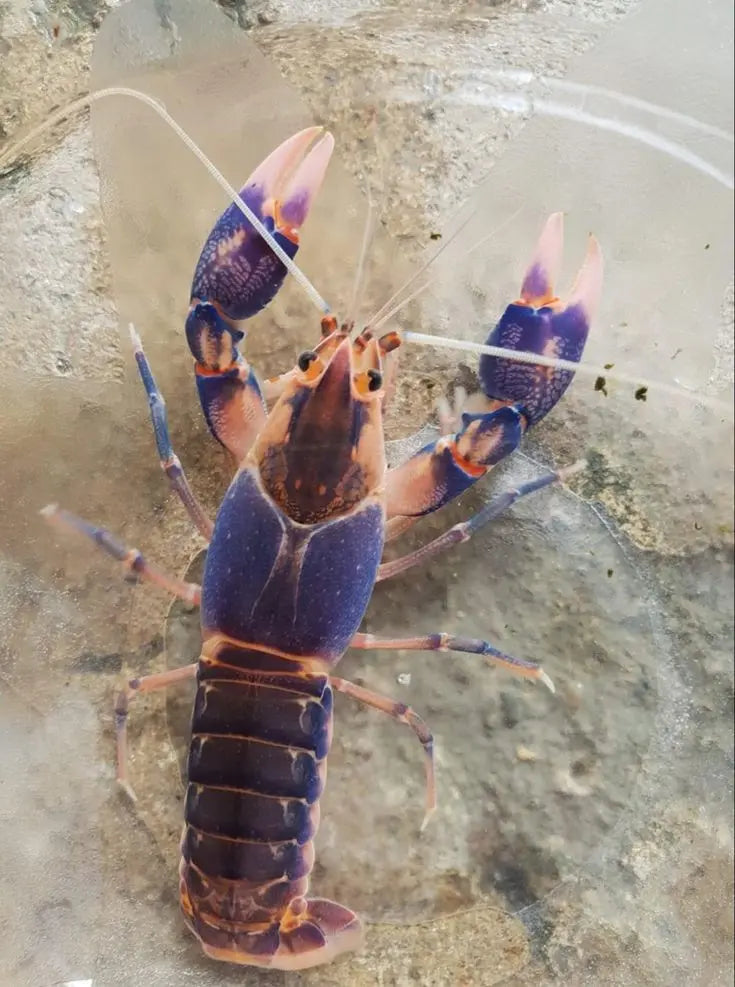 Zuchtbericht: Cherax sp. "Peacock" – Erfolgreiche Nachzucht des bunten Flusskrebses AquaTimo
