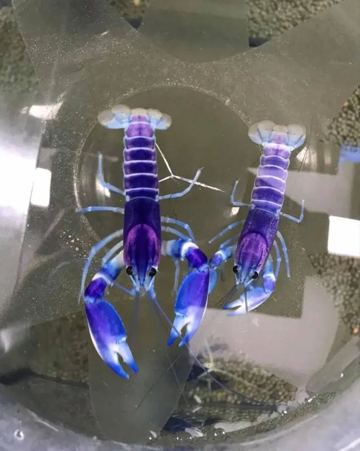 Zuchtbericht: Cherax pulcher – So gelingt die Nachzucht des Blau-Rosa Flusskrebses im Aquarium AquaTimo