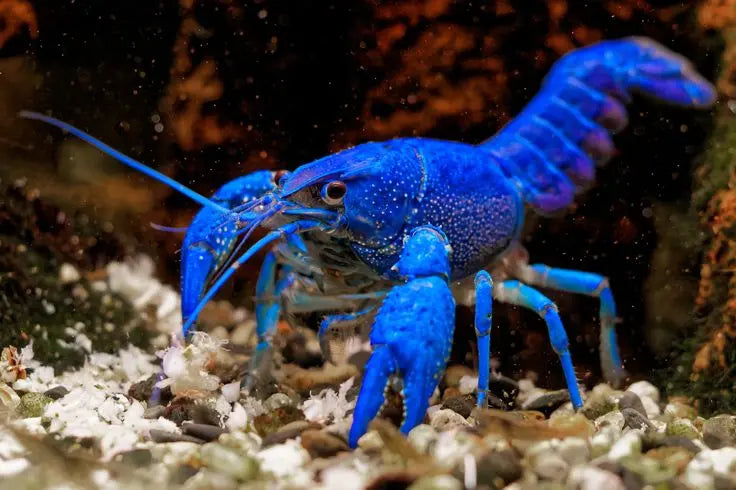 Zuchtbericht: Procambarus alleni – So gelingt die Nachzucht des Blauen Floridakrebs im Aquarium AquaTimo
