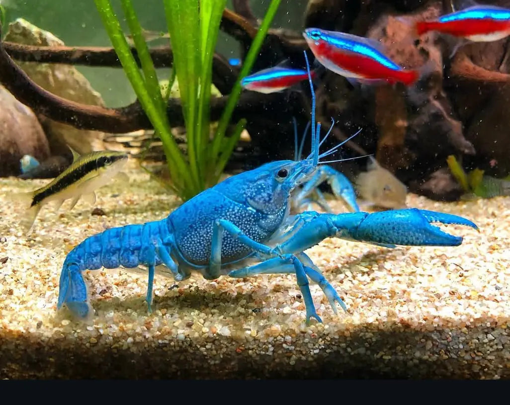 Procambarus alleni – Haltung des Blauen Floridakrebs im Aquarium AquaTimo
