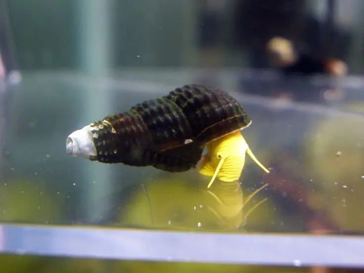 Yellow Mini Tylo – Haltung der kleinen Sulawesi-Schnecke im Aquarium AquaTimo