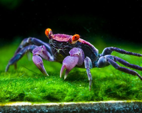 Haltung der Vampirkrabbe "Ultra Purple Arm" (Geosesarma spec.) – Tipps für ein artgerechtes Paludarium