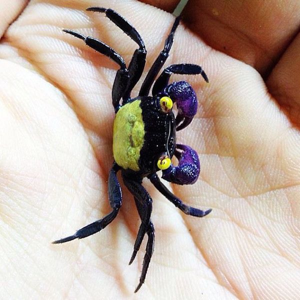Zuchtbericht zur Vampirkrabbe "Ultra Purple Arm" – Geosesarma spec.
