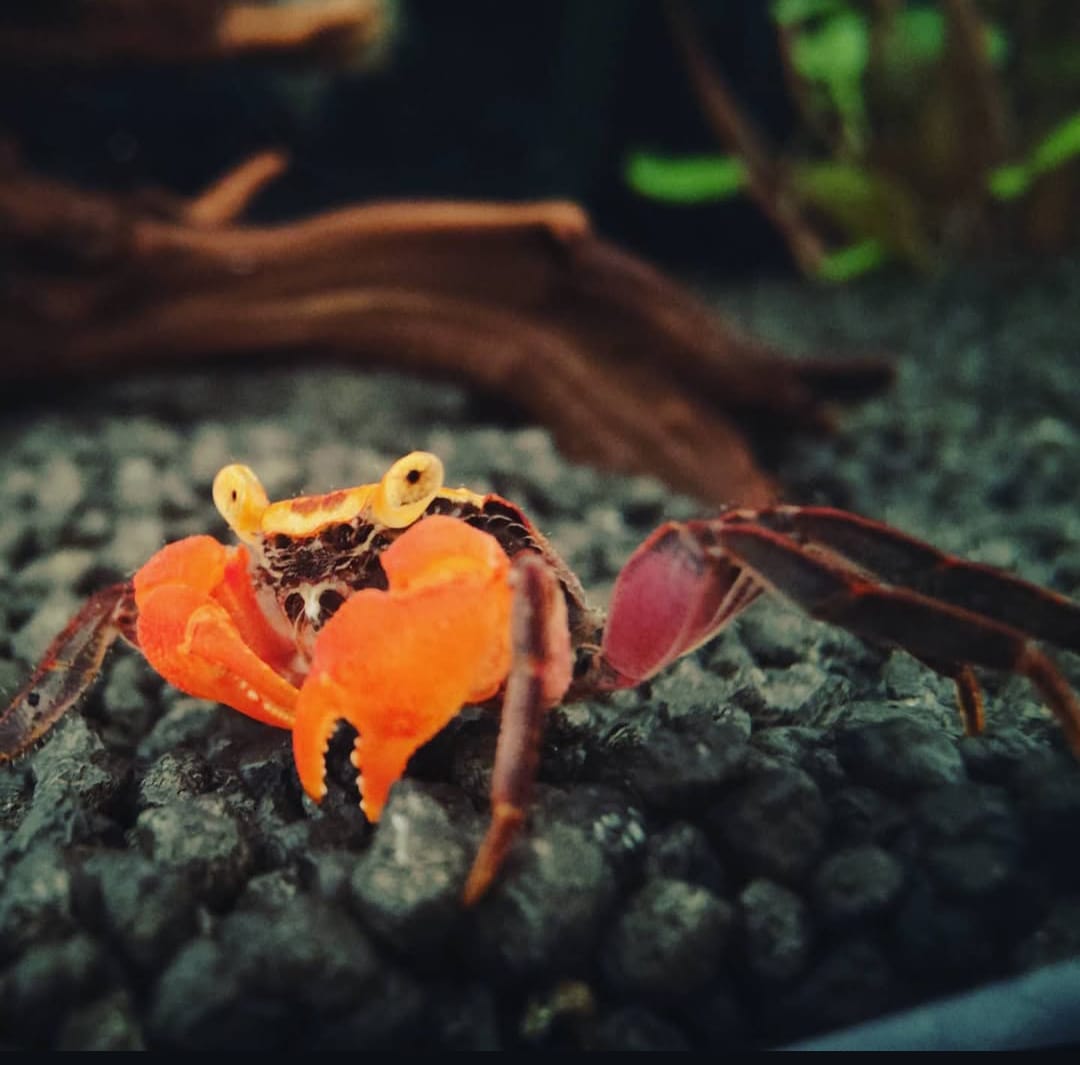 Zuchtbericht: Vampirkrabbe „Mandarin Yellow Arm“ – Geosesarma spec.