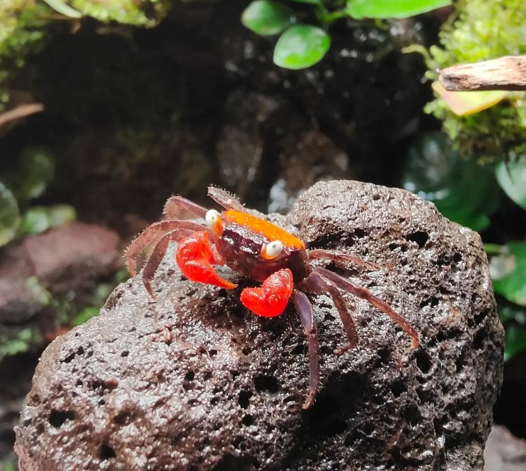 Haltung der Vampirkrabbe „Mandarin Yellow Arm“ – Geosesarma spec. im Paludarium