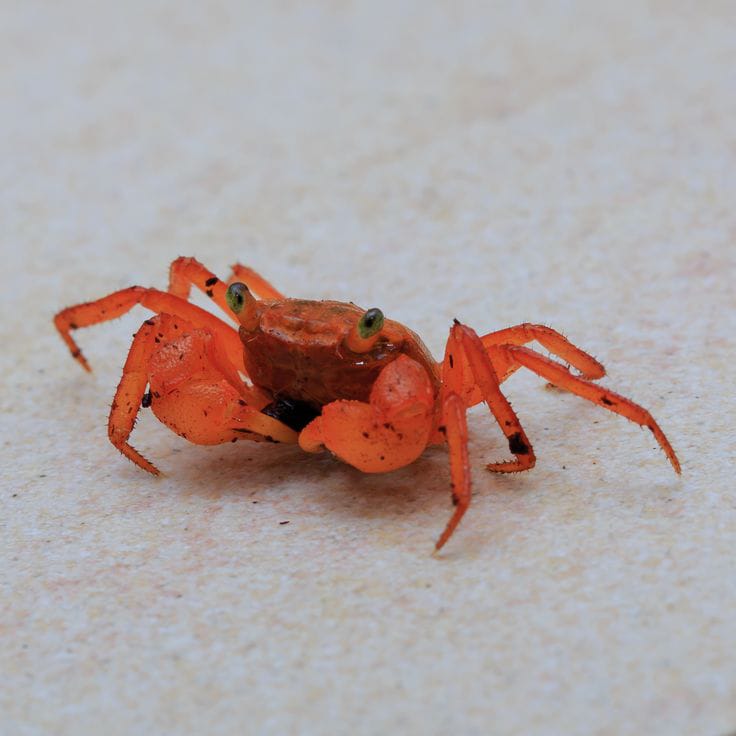 Haltung der Vampirkrabbe „Mandarin“ – Geosesarma notophorum im Paludarium