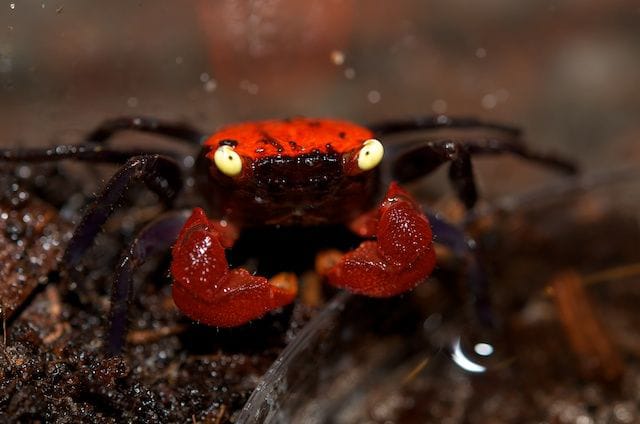 Zuchtbericht: Vampirkrabbe „Darkred Yellow Eye“ – Geosesarma sp.