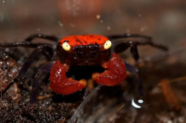 Zuchtbericht: Vampirkrabbe „Darkred Yellow Eye“ – Geosesarma sp. AquaTimo