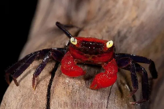 Haltung der Vampirkrabbe „Darkred Yellow Eye“ – Geosesarma sp. AquaTimo