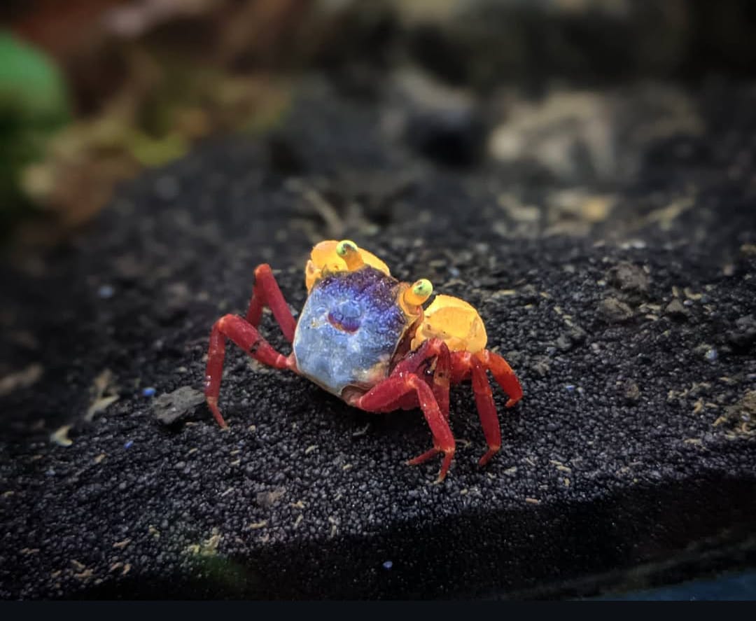 Haltungsratgeber: Vampirkrabbe „Golden Top“ (Geosesarma sp.) – Alles zur artgerechten Pflege im Terrarium