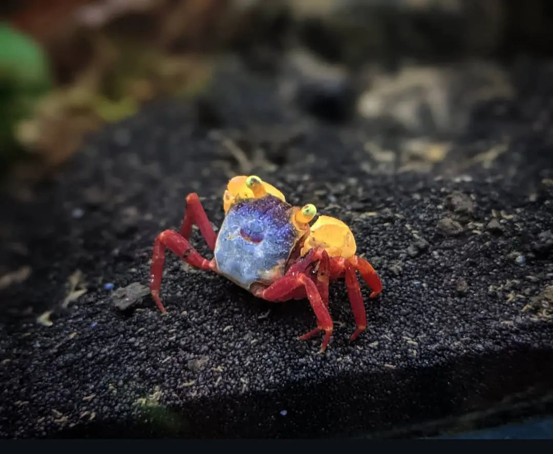 Haltungsratgeber: Vampirkrabbe „Golden Top“ (Geosesarma sp.) – Alles zur artgerechten Pflege im Terrarium AquaTimo