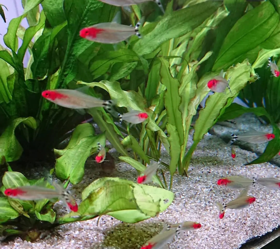 Rotkopfsalmler – Haltung von Petitella bleheri im Aquarium AquaTimo