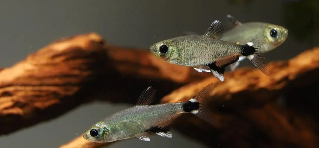 Zucht des Augenflecksalmlers – So gelingt die Nachzucht im Aquarium AquaTimo