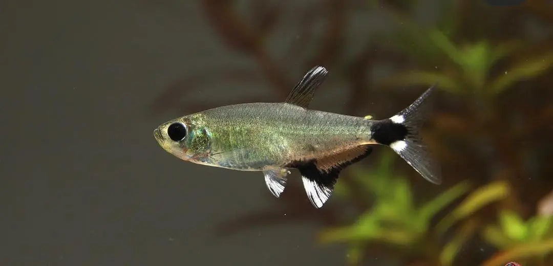 Augenflecksalmler im Aquarium – Haltung, Pflege und Vergesellschaftung AquaTimo