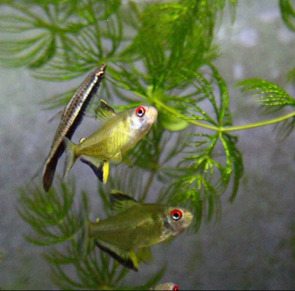 Zitronensalmler im Aquarium halten – Tipps für eine artgerechte Haltung