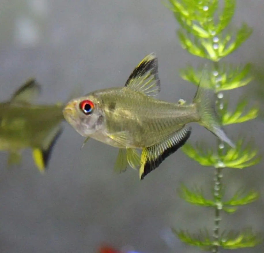 Zucht von Zitronensalmlern – Hyphessobrycon pulchripinnis im Aquarium vermehren AquaTimo